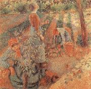 Camille Pissarro Apple picking oil
